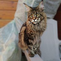 maine coon 1