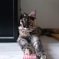maine coon 2